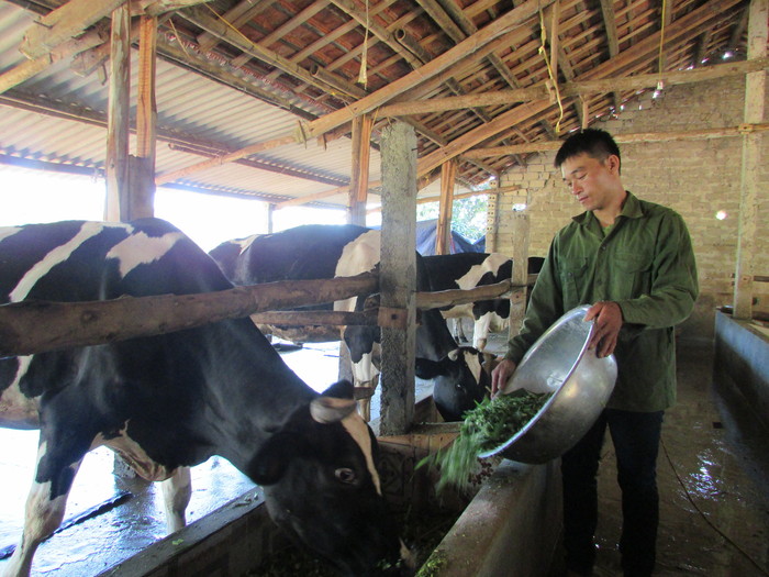 Photo of Vì Sao Bò Cần Khoáng Chất – Vitamin?