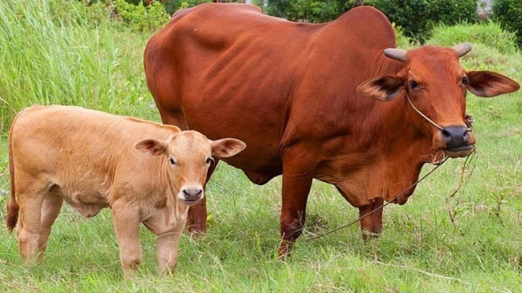 Địa Chỉ Bán Đá Muối Khoáng Hồng Himalaya Bò Liếm