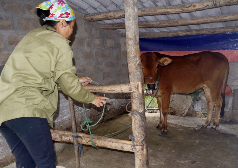 Cách giúp bò không chết vì quá lạnh là thế nào
