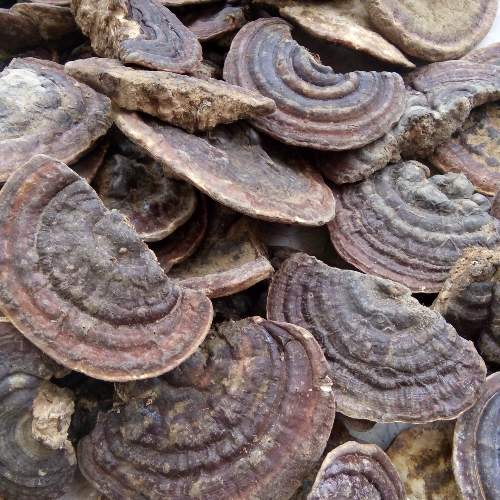 Address specializing in selling Ganoderma mushrooms