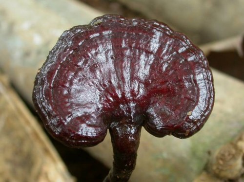 Ảnh của 