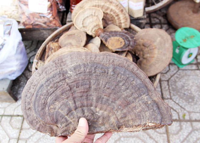 Ganoderma forest price