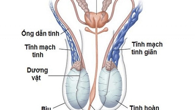 3 Phương Pháp Điều Trị Bệnh Nang Thừng Tinh Ở Trẻ 1 2020