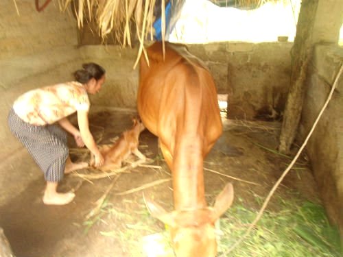 Bổ Sung Khoáng Chất Phòng Ngừa Bại Liệt Cho Bò Trước Sinh Sản