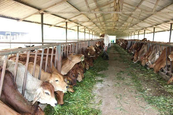 Bổ Sung Khoáng Chất Phòng Ngừa Bại Liệt Cho Bò Trước Sinh Sản có thật sự cần thiết không
