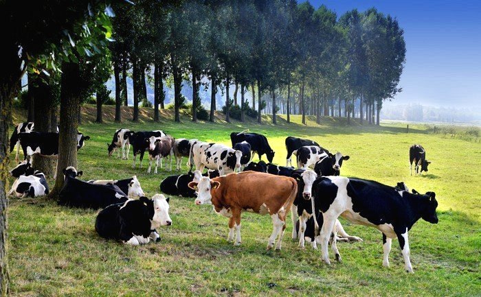 Cách giúp bò không nhiễm bệnh lao là phương pháp gì