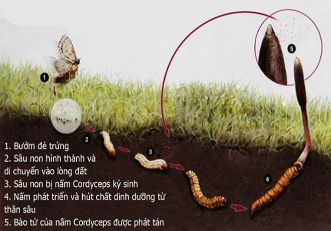 Đông Trùng Hạ Thảo Là Gì