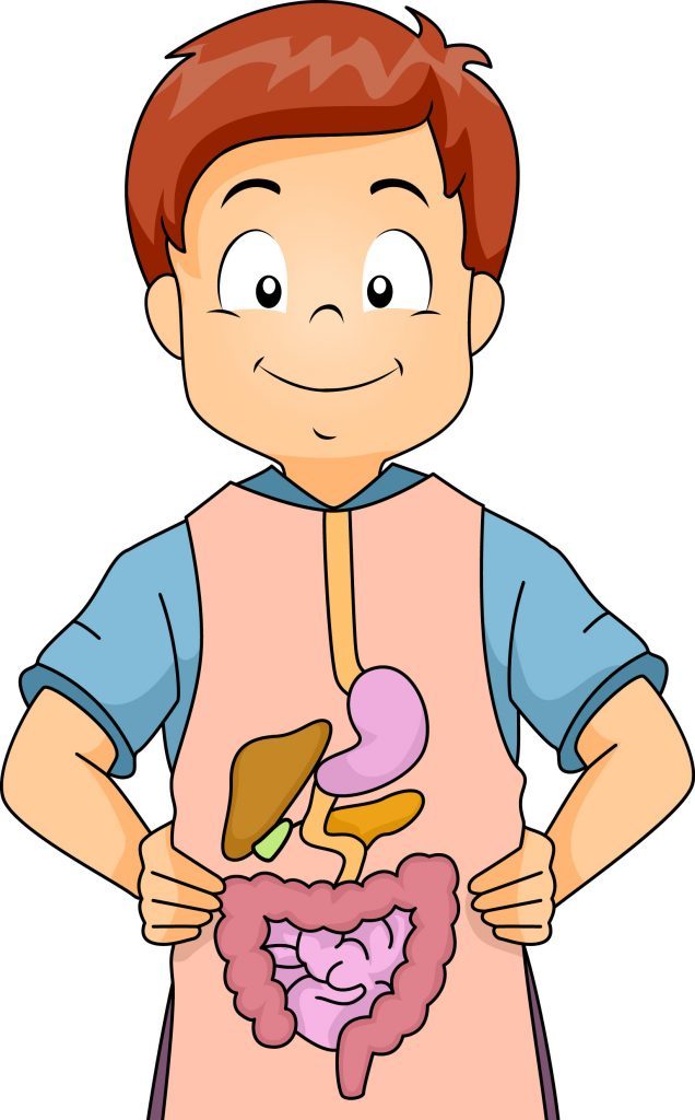 Tác dụng của hạt chia đối với hệ tiêu hóa