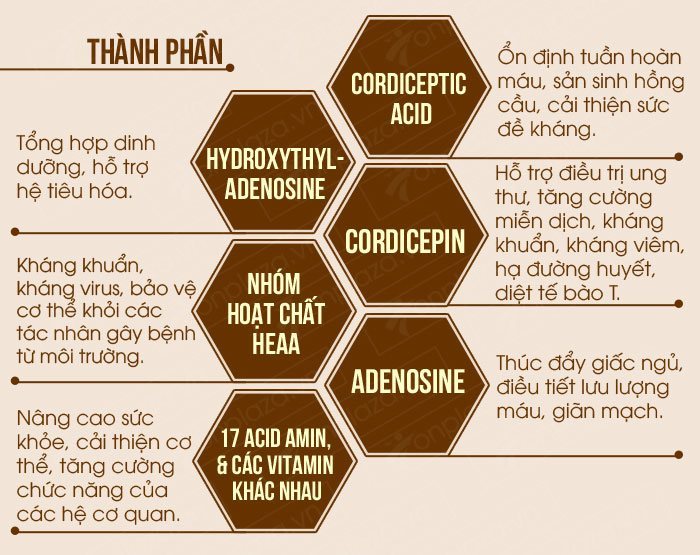 Đông TRùng Hạ Thảo có nguồn gốc từ đâu