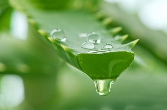Tác dụng của nha đam giúp tăng sức đề kháng cơ thể