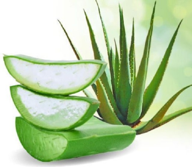 Đánh giá các tác dụng của nha đam và lưu ý sử dụng nha đam