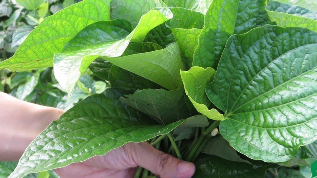 Cùng khám phá cách trị mồ hôi đầu cho trẻ hiệu quả